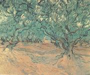 Vincent Van Gogh Olive Trees (nn04) Spain oil painting reproduction